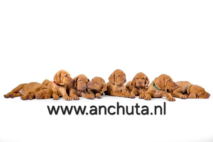 Vizsla pups verwacht dec 2025 / jan 2026, Dieren en Toebehoren, Honden | Setters en Staande honden, Meerdere dieren, Overige rassen