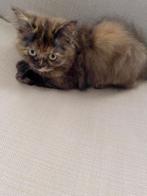 Britse kitten, Dieren en Toebehoren, Katten en Kittens | Raskatten | Langhaar, Kater