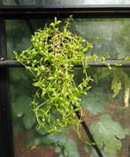 Sceletium tortuosum Kanna plant vetplant, Ophalen, Vetplant, In pot, Minder dan 100 cm