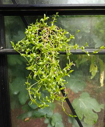 Sceletium tortuosum Kanna plant vetplant beschikbaar voor biedingen