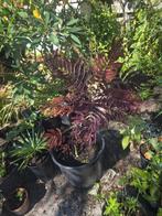 Albizia 'Summer Chocolat' in pot, Tuin en Terras, Overige soorten, 100 tot 250 cm, Zomer, Ophalen