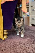 Cyperse kat zoekt nieuw huis, Dieren en Toebehoren, Poes, Kortharig, 6 jaar of ouder