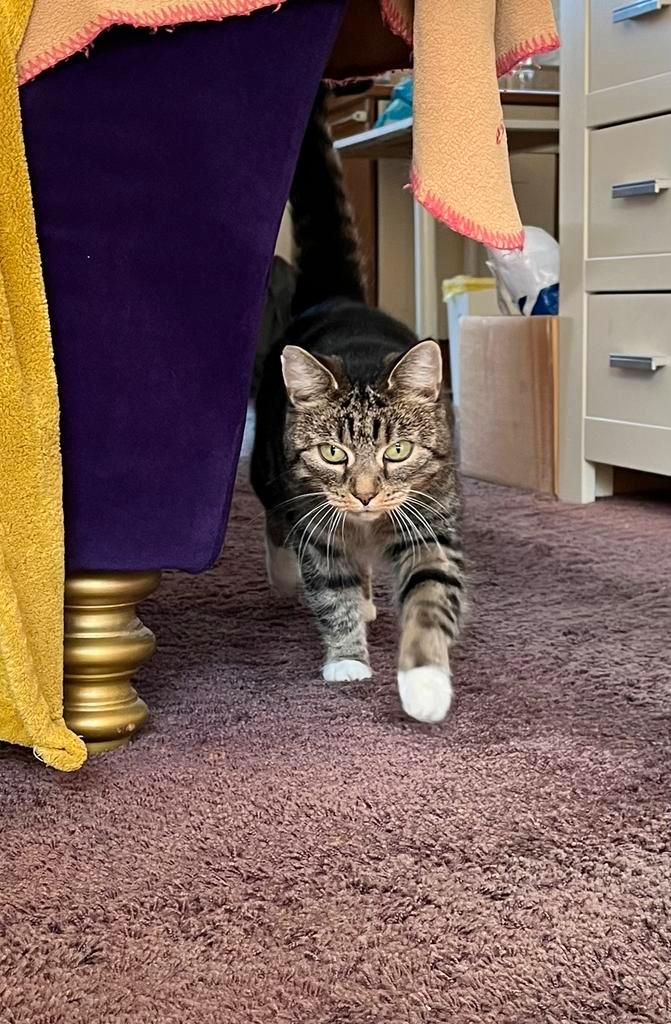 Cyperse kat zoekt nieuw huis, Dieren en Toebehoren, Katten en Kittens | Overige Katten, Kortharig, Poes, 6 jaar of ouder