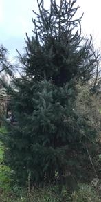 Hoge kerstbomen, Ophalen