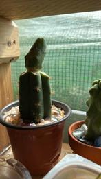 Verzamelbare cactus, Ophalen