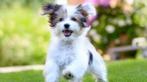 Oppas voor u hond, Diensten en Vakmensen, Dieren | Honden | Verzorging, Oppas en Les, Uitlaatservice