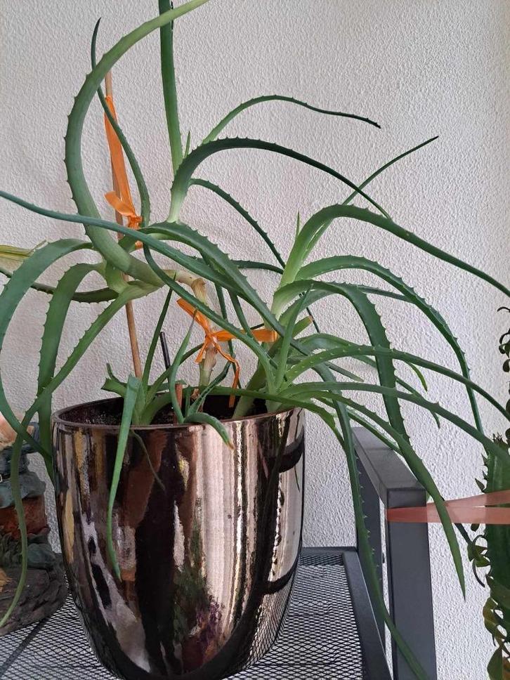 aloe vera, Huis en Inrichting, Kamerplanten, Overige soorten, Ophalen