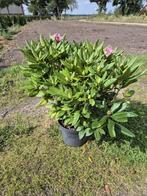 Forse Cosmopolitan Rhodondendron struiken, Ophalen of Verzenden, Rhododendron, Struik, Minder dan 100 cm