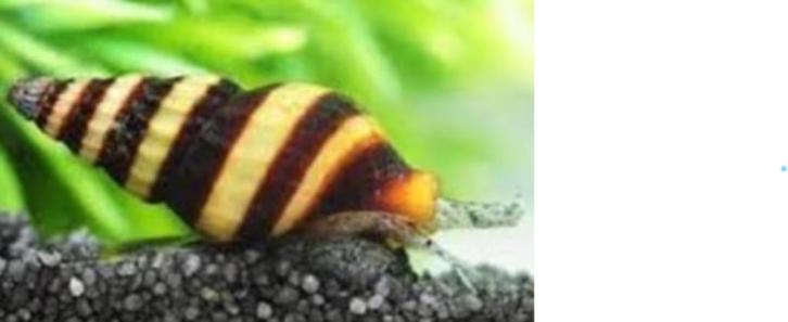 Slak etende slak XL- Anentome Helena - Koidreams Valburg, Dieren en Toebehoren, Vissen | Aquariumvissen, Zoetwatervis, Slak of Weekdier