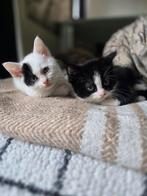 Lieve kittens 9 weken oud, mogen naar een lief baasje., Kater, Kortharig, 0 tot 2 jaar