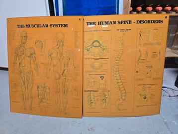Anatomische posters – The Muscular System & The Human Spine  beschikbaar voor biedingen