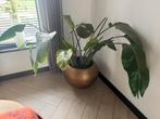 Gouden pot incl vetplant 50cm 60cm, Huis en Inrichting, Kamerplanten, Ophalen of Verzenden, Volle zon, Minder dan 100 cm