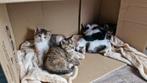 Kittens zoeken gouden mand (12 wkn oud), Dieren en Toebehoren, Katten en Kittens | Overige Katten