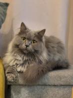 Britse langhaar kater, Kater, Gechipt