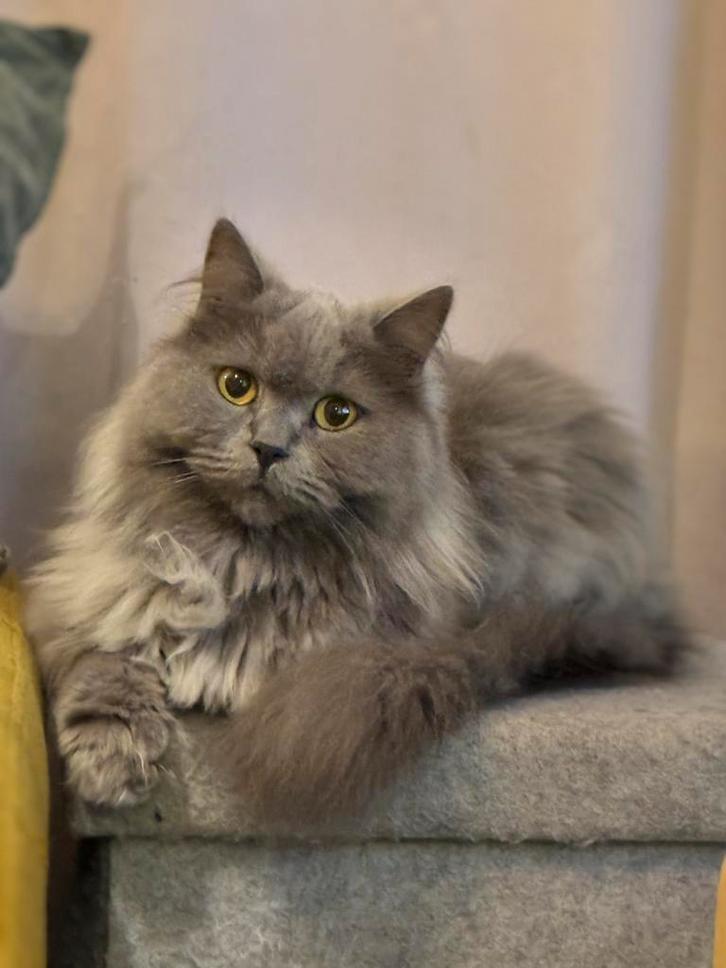 Britse langhaar kater, Dieren en Toebehoren, Katten en Kittens | Raskatten | Langhaar, Kater, Gechipt