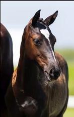 Prachtig beloftevol merrieveulen uit kampioenslijn, Merrie, Gechipt, Dressuurpaard, 0 tot 2 jaar
