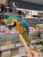 blauw gele ara man 2014, Mannelijk, Papegaai, Pratend