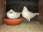 1e nest jonge postduiven 2026 uit dit koppel sportduiven., Meerdere dieren, Postduif