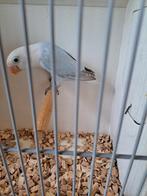 Agapornis Ficheri  Opaline Blauw Dilute x Blauw Dilute, Dieren en Toebehoren, Vogels | Parkieten en Papegaaien, Meerdere dieren