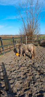 Pony verzorgster gezocht, Dieren en Toebehoren, Minder dan 160 cm, Recreatiepaard