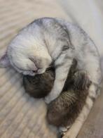 Schattige kittens te koop – een warm thuis gezocht, Meerdere dieren, Ontwormd