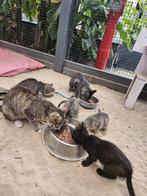 Boerderij kittens, Dieren en Toebehoren, Katten en Kittens | Overige Katten, Poes