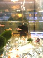 Rasbora brigittae, Zoetwatervis, Schoolvis, Vis