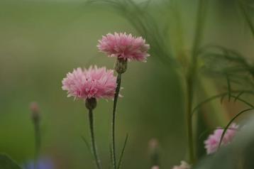 Zaden van korenbloem, kleurenmix beschikbaar voor biedingen