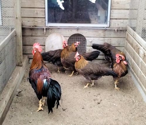 Groot Leghorn bruinpatrijs ZELDZAAM, Dieren en Toebehoren, Pluimvee, Kip, Vrouwelijk