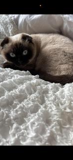Scottish fold poes!, Dieren en Toebehoren, 0 tot 2 jaar