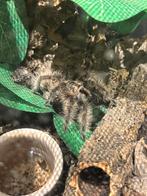 Vogelspin Tlitocatl albopilosus, incl. Terarium, Dieren en Toebehoren, Ophalen, Zo goed als nieuw