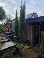 Cypress, Bloeit niet, Zuilboom, 400 cm of meer, Ophalen