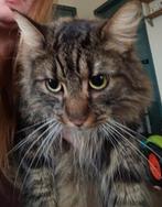 Noorse boskatten, Dieren en Toebehoren, Kater, Ontwormd, 0 tot 2 jaar