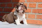 engelse bulldog pup, Dieren en Toebehoren, Honden | Bulldogs, Pinschers en Molossers, België, Rabiës (hondsdolheid), 8 tot 15 weken