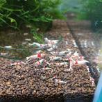 Crystal Red garnalen te koop vanaf 2,50 p/st, Dieren en Toebehoren, Vissen | Aquariumvissen, Kreeft, Krab of Garnaal, Zoetwatervis