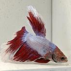 Betta splendens man 78, Vis