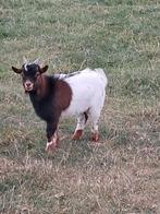 Geiten bok, Dieren en Toebehoren, Schapen, Geiten en Varkens, Mannelijk, Geit