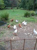 5 x sussex kippen, Dieren en Toebehoren, Pluimvee, Vrouwelijk, Kip