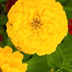 Zinnia liliput geel zaden, Ophalen of Verzenden, Voorjaar, Volle zon, Zaad