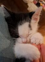 3 super lieve kittens zijn op zoek naar een nieuw huisje!, Dieren en Toebehoren, Katten en Kittens | Raskatten | Langhaar, Meerdere dieren
