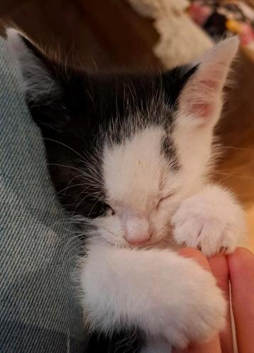 3 super lieve kittens zijn op zoek naar een nieuw huisje! beschikbaar voor biedingen