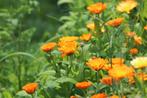 Bio zaden Goudsbloem - Calendula officinalis, Tuin en Terras, Bloembollen en Zaden, Verzenden, Voorjaar, Halfschaduw, Zaad