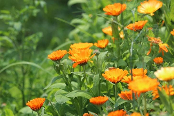 Bio zaden Goudsbloem - Calendula officinalis, Tuin en Terras, Bloembollen en Zaden, Zaad, Voorjaar, Halfschaduw, Verzenden