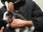 9 mooie konijntjes te koop!, Dieren en Toebehoren, Konijnen, Meerdere dieren, Groot, 0 tot 2 jaar