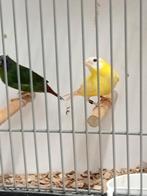 Koppel driekleur amedine, Meerdere dieren