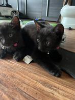 Kittens, Dieren en Toebehoren, Katten en Kittens | Overige Katten, Poes