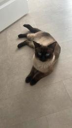 Siamese dekkater aangeboden, Dieren en Toebehoren, Katten en Kittens | Dekkaters, 0 tot 2 jaar