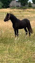 Opfok gezocht !!, Weidegang, 2 of 3 paarden of pony's