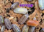 Armadillidium granulatum Lottery Ticket isopods pissebedden, Overige soorten