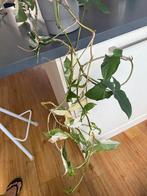 Syngonium Variegata Kamerplant, Groene kamerplant, Ophalen, In pot, Halfschaduw